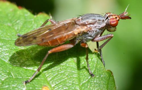 Elgiva cucularia